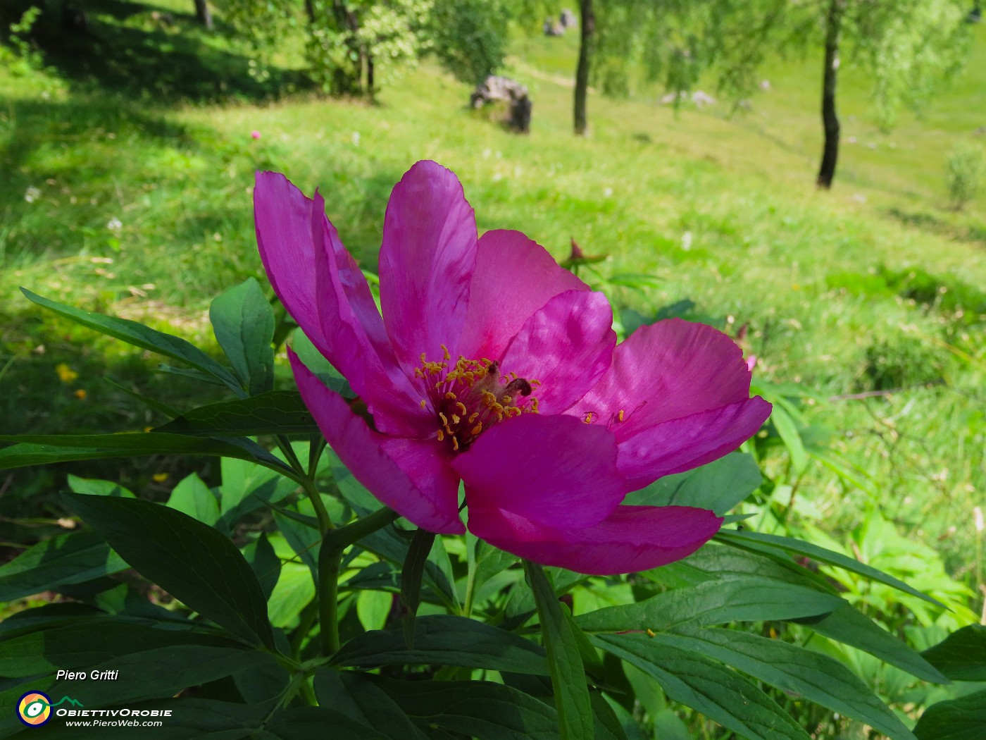 46 Paeonia officinalis- Peonia selvatica-Peonia dello Zucco.JPG